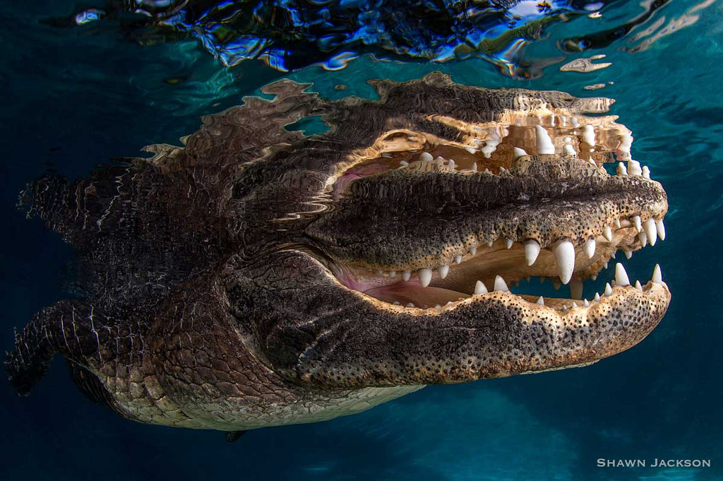 Underwater Alligator Copyright Shawn Jackson