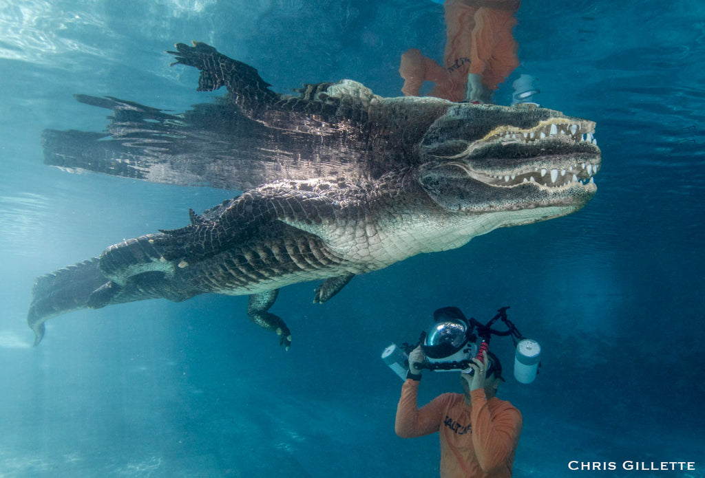 Underwater Alligator Copyright Shawn Jackson