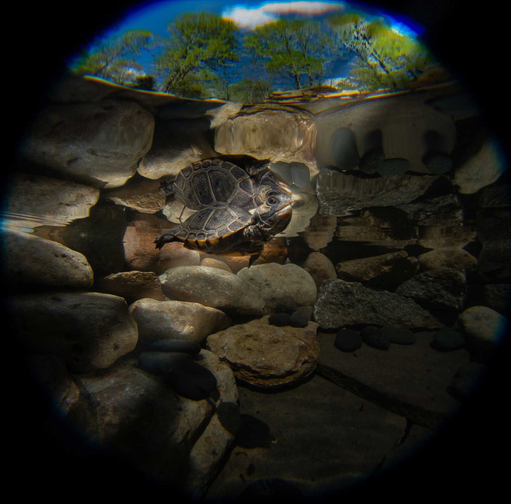 Freshwater Turtle Underwater Copyright Steve Miller Ikelite Housing Olympus TG-6