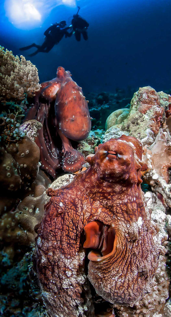 Octopuses underwater copyright Steve Miller Ikelite Housing