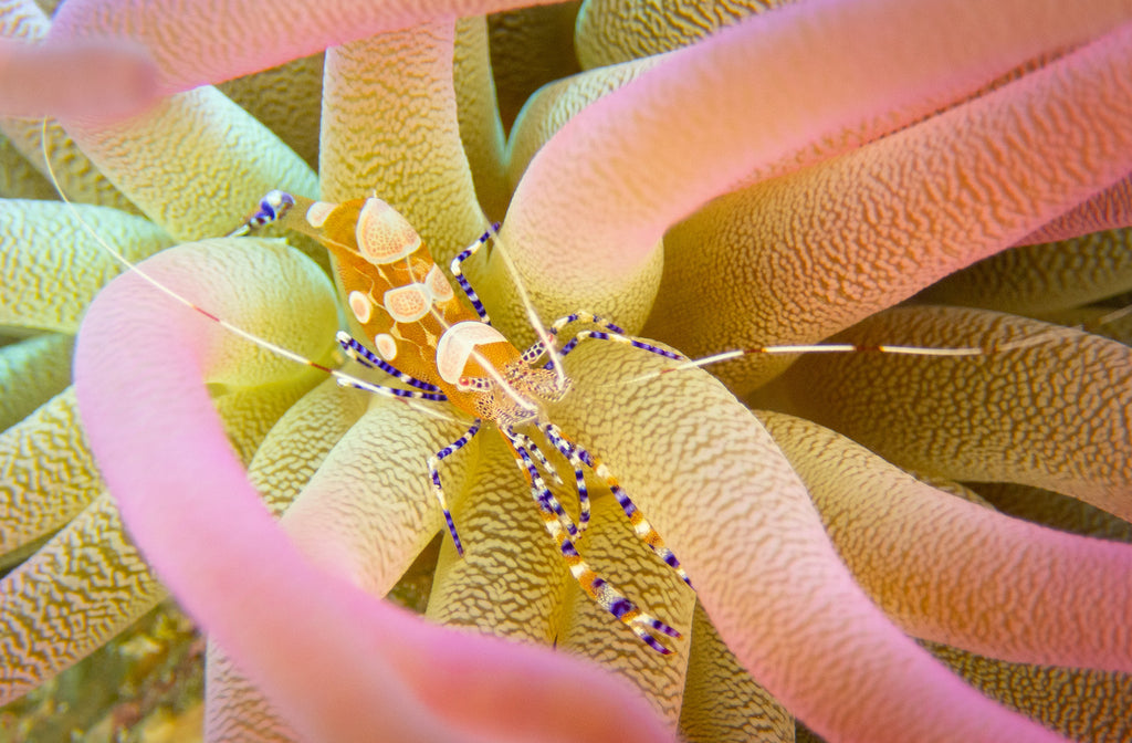 Underwater Super Macro by Steve Miller