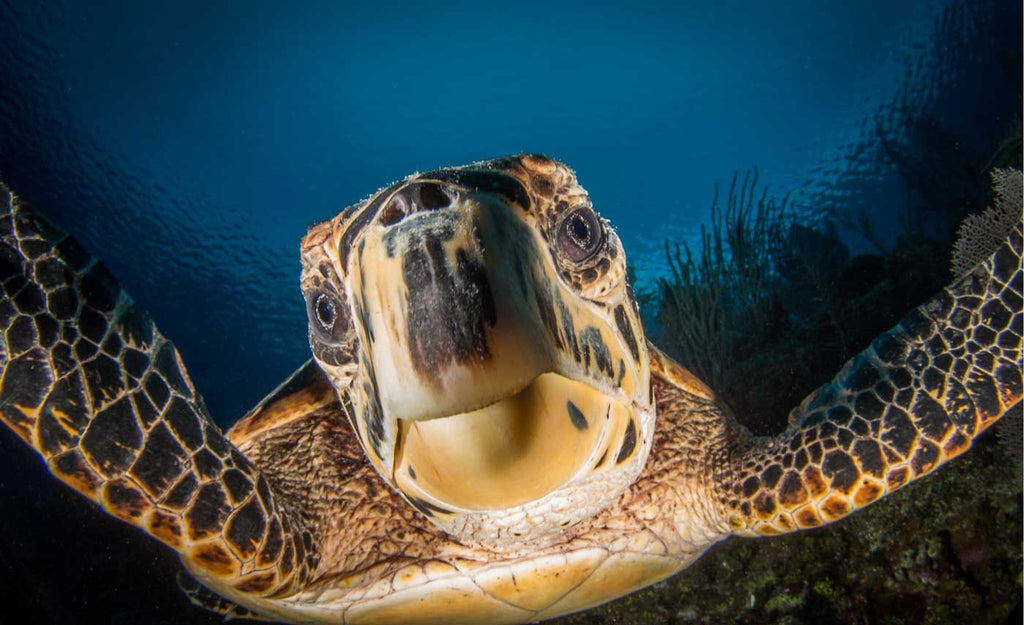 Turtle close up fisheye lens