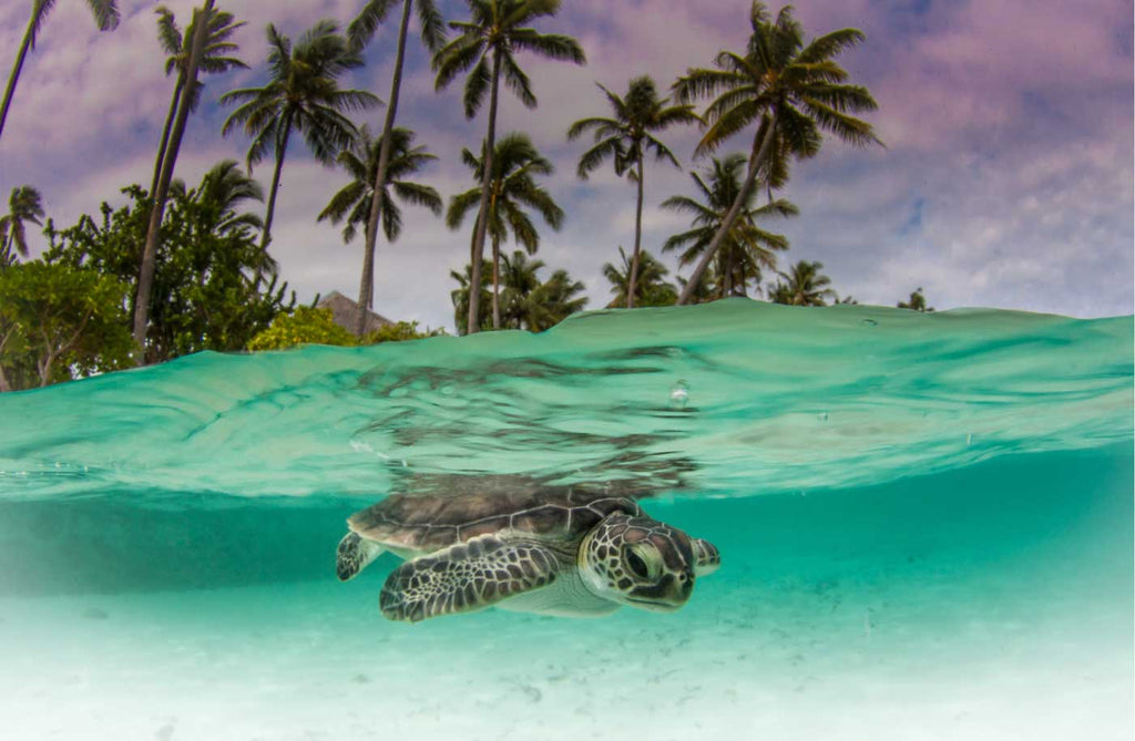 Turtle hatchling underwater shot with fisheye lens