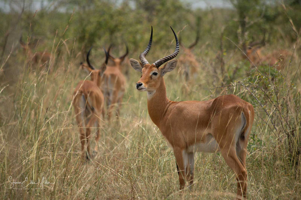 Uganda Antelope by Steve Miller Ikelite Ambassador