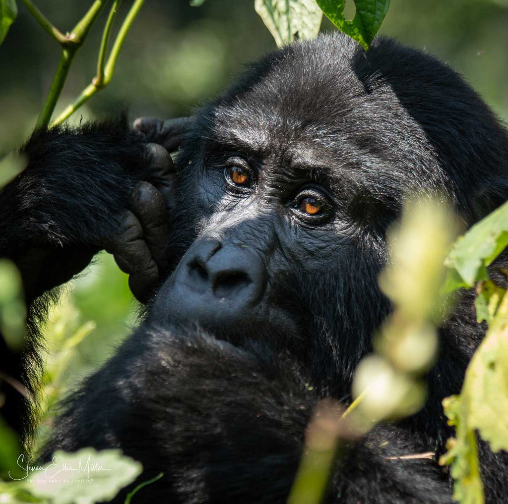 Gorilla in Uganda by Steve Miller Ikelite Ambassador with Sony A7R III