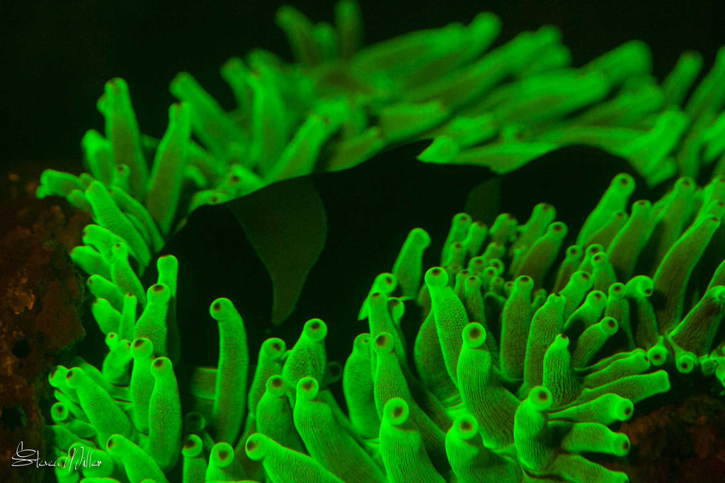 Underwater Fluorescence copyright Steve Miller Ikelite Housing