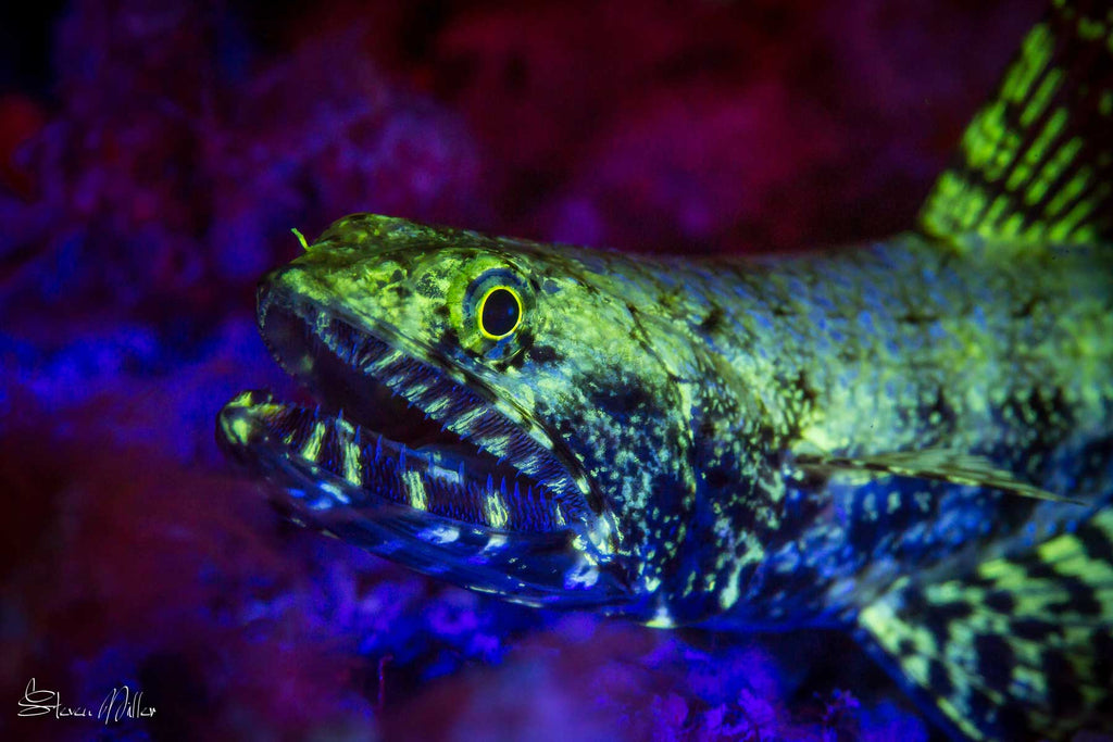 Lizardfish Underwater Fluorescence Photography by Steve Miller Ikelite Housing