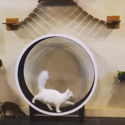 cat wheel