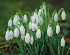 Lucy Loveheart snowdrops