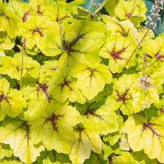 Catching Fire Heucherella
