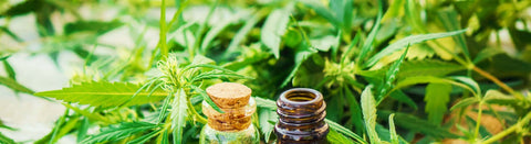 Hemp CBD plant natural oil hemp oil extract tincture mg 
