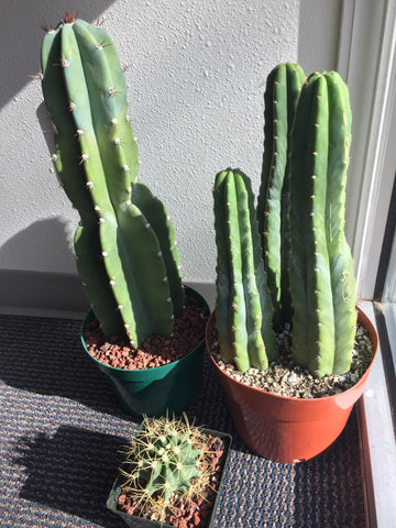 Discover Health Franchising Director Corey's Cacti