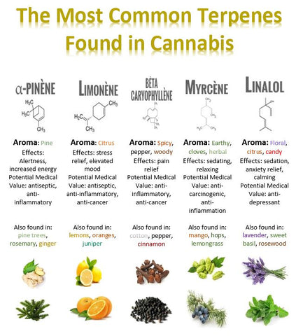 The Most Common Terpenes Found in Cannabis, CBD terpenes