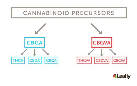 Leafly: List of major cannabinoids in cannabis and their effects