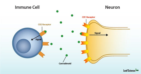 CB1 and CB2 receptors interacting with cannabinoid compounds 