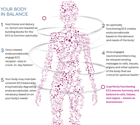 endocannabinoid image