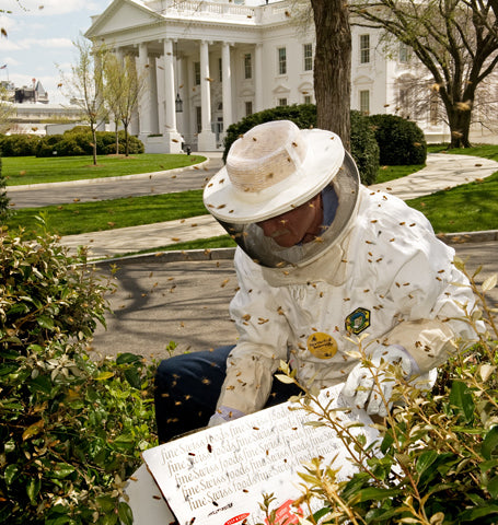 Apiarist tending to the beehive near the White House front lawn. 