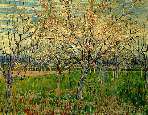 Vincent Van Gogh-Orchard With Blossoming Apricot Trees