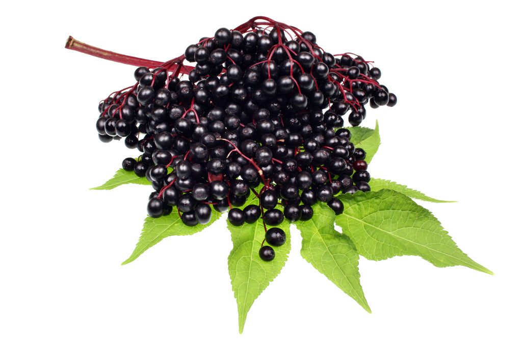 Black Elderberries in a cluster