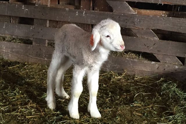 Baby lamb standing in barn stall
