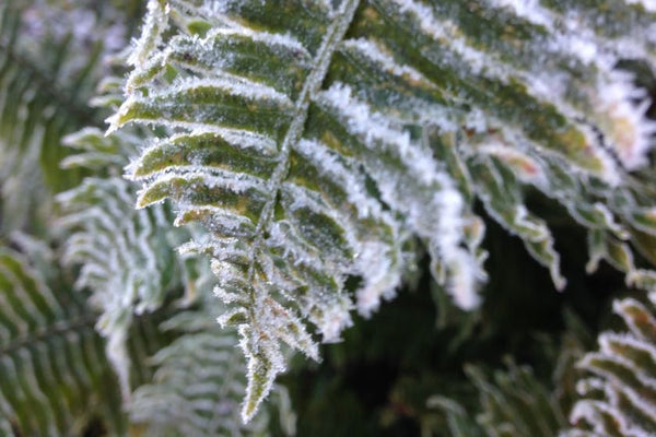 Fern Leaf Frozen in Frost