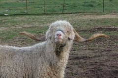 Funny looking sheep