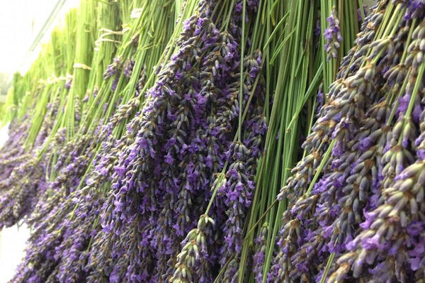 Hanging Lavendar