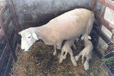 Two baby lambs feeding