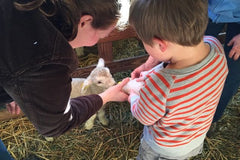 Mother and Child feeding baby lamb