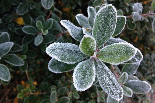 Rhododendron leaf frozen in frost