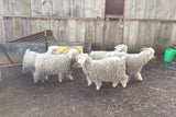 Sheep in Barn Lot