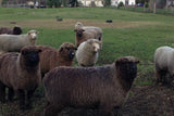 Sheep in field