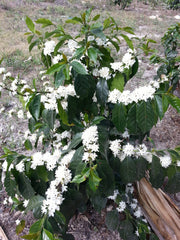 Coffee plant in full bloom