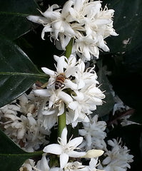 Bee on coffee bloom