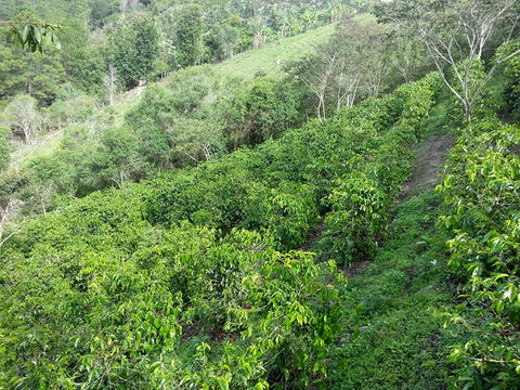 Rugged Mountain coffee field