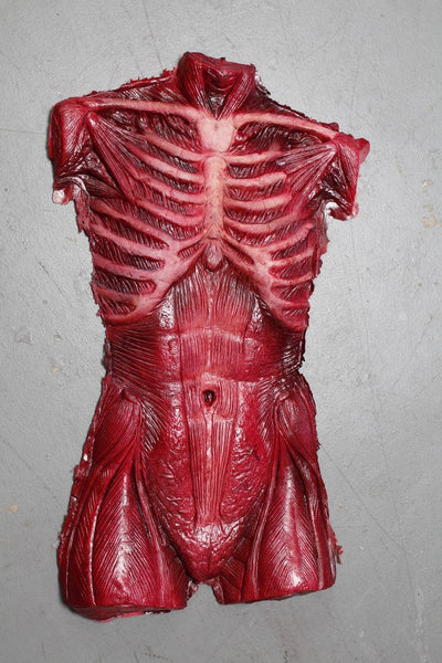 Muscle Torso Skin Prop – Dapper Cadaver Props