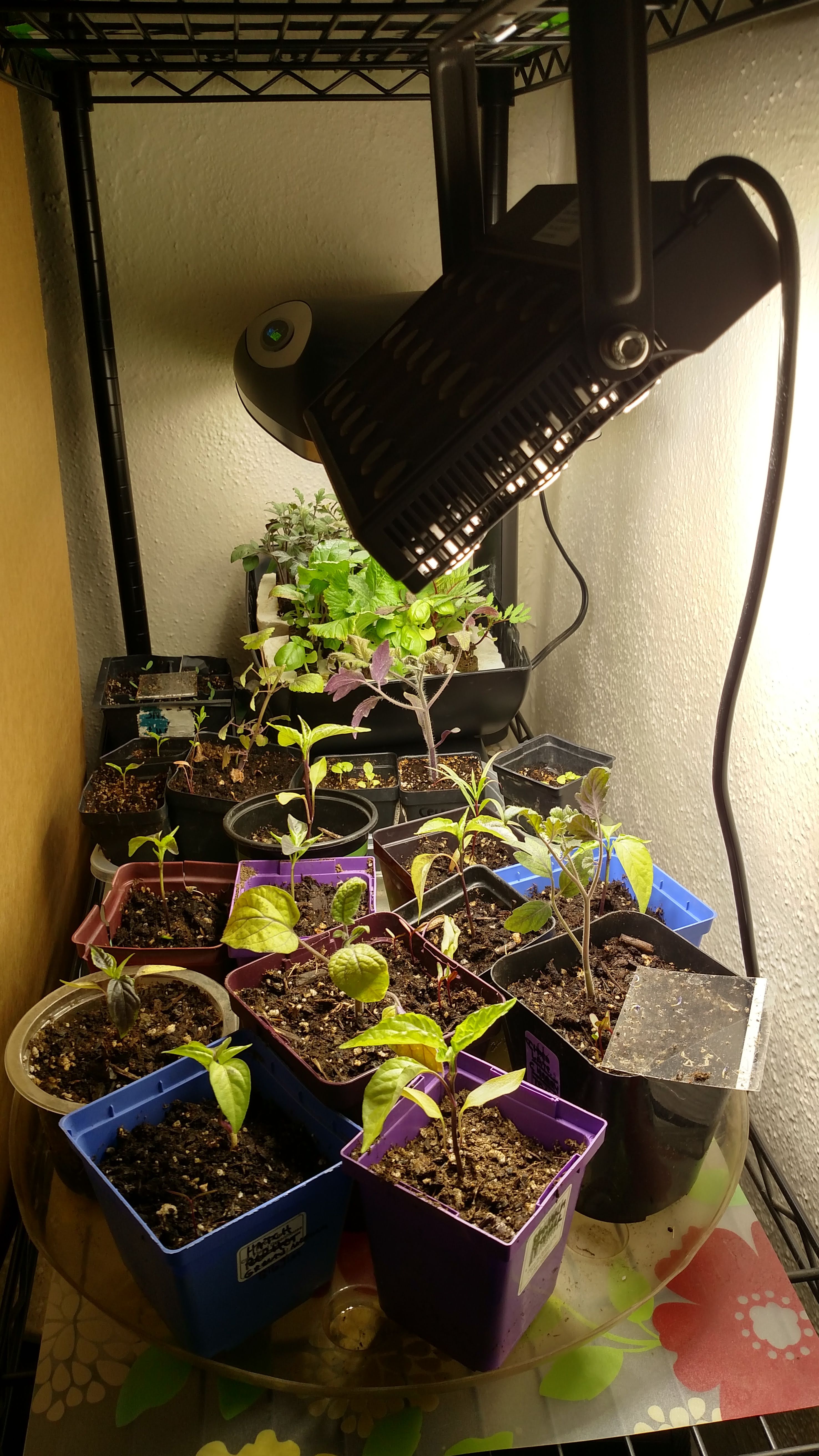 Banyan Tectonic middelalderlig Can seedlings get too much light? – Sandia Seed Company