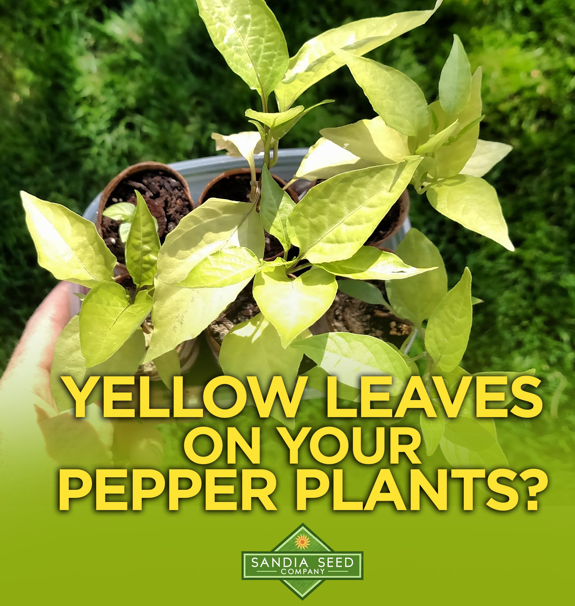 Why are My Pepper Seedlings Turning Yellow? 