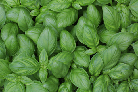 Companion Plants for Chile Peppers - BASIL