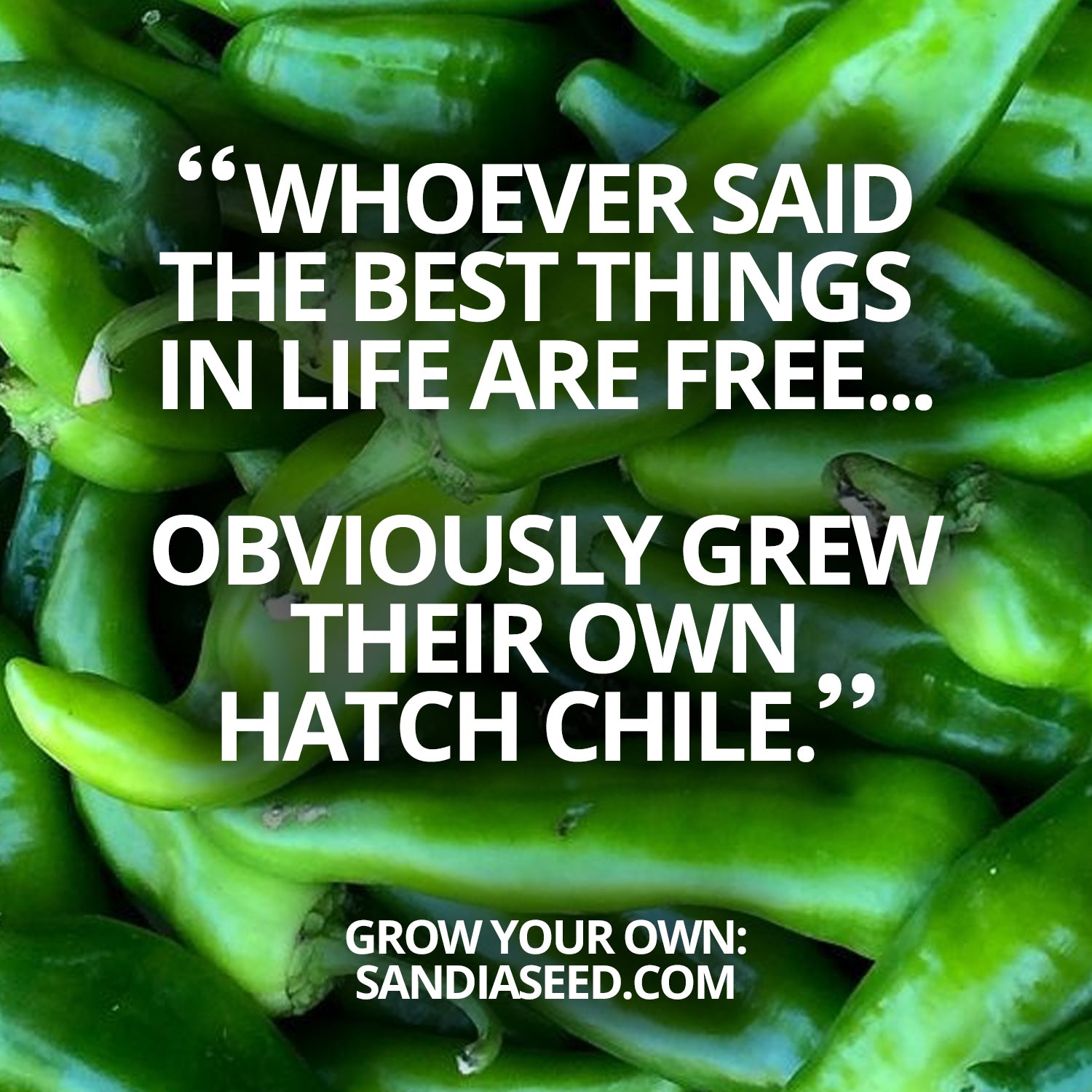 Grow Hatch Chile from Seeds from SandiaSeed.com