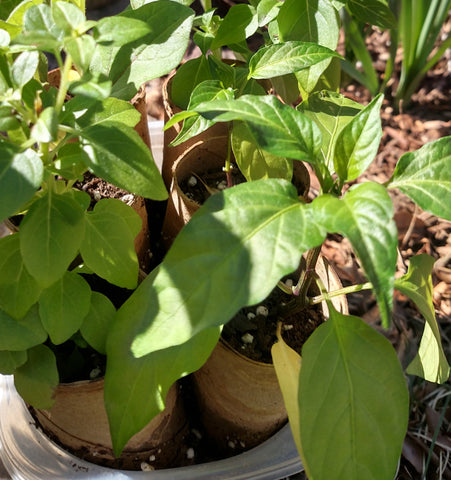 Harden off Chile Pepper Seedlings