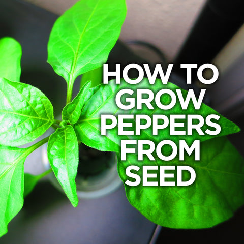 Hot Pepper Seeds - how to grow