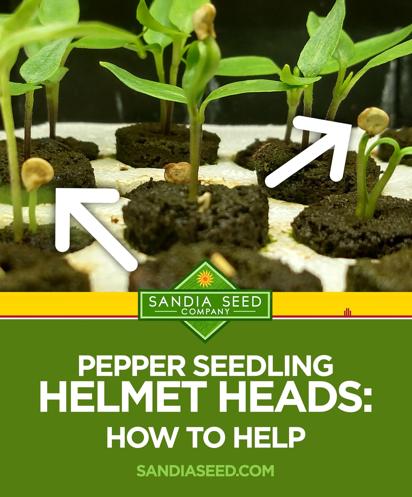 Hot Pepper Seeds - Helmet Head