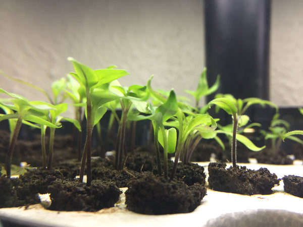 Seeds Reviews – seedlings grown from SandiaSeed.com Seeds - 100% Germination