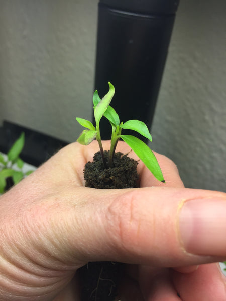 Seed Reviews – Seedlings with 100% germination from SandiaSeed.com
