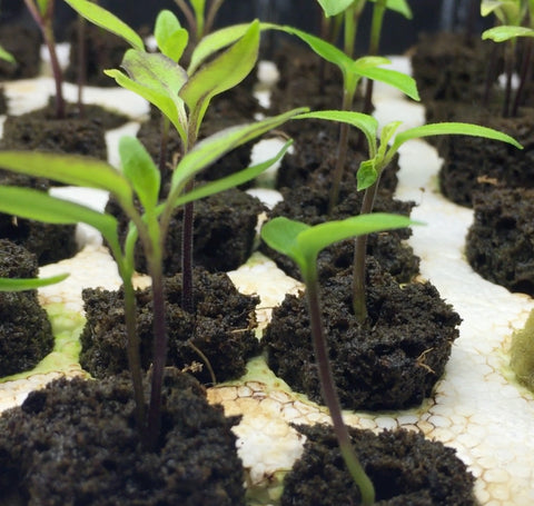 Pepper Seedlings - Pepper Seed Germination Time