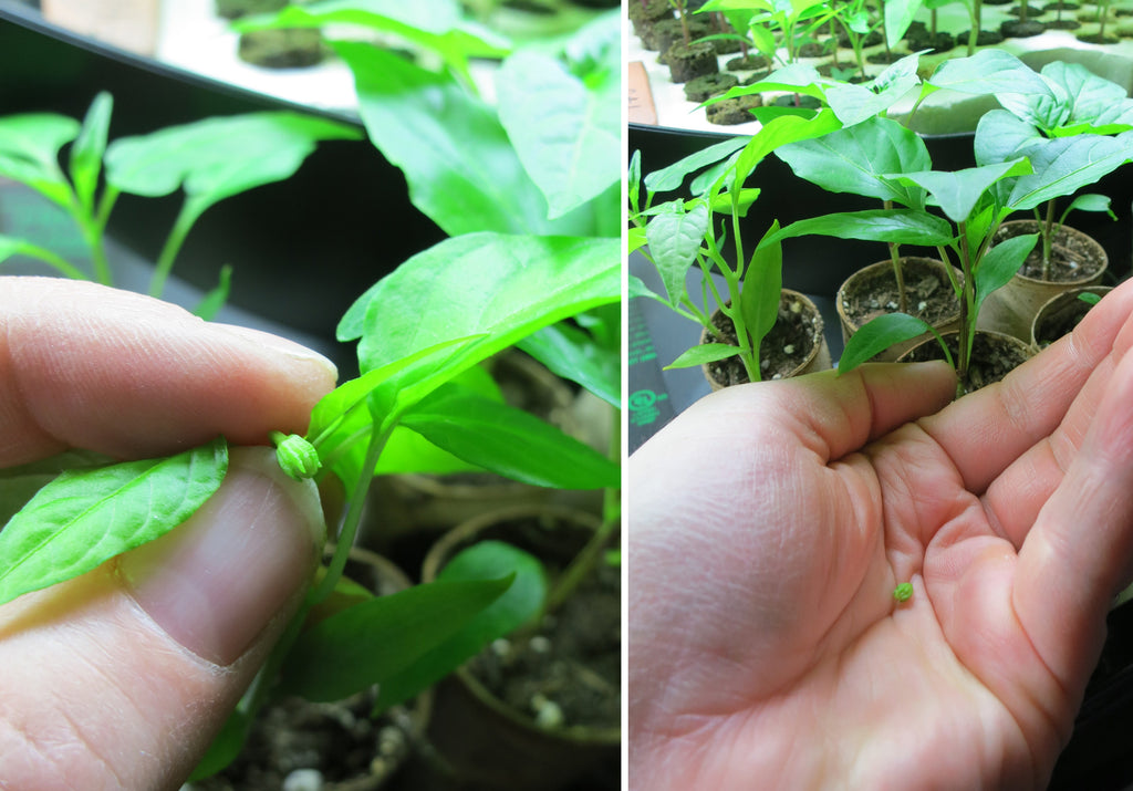 Pinch Peppers for Maximum Yield