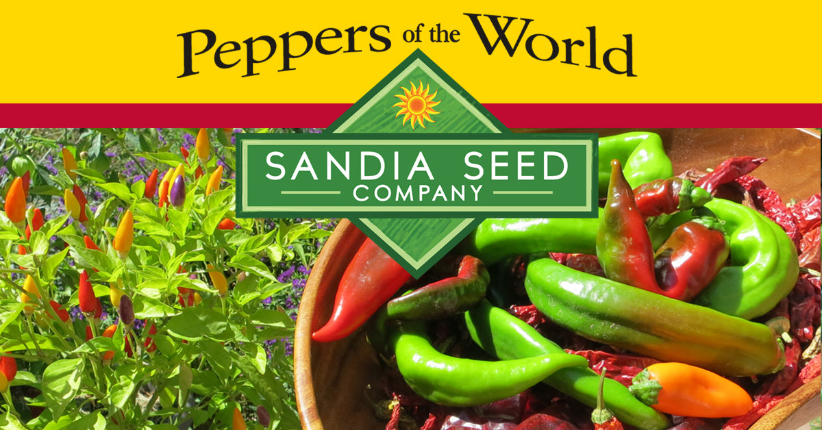 20 Hot Chili Pepper Seeds HABANERO CHOCOLATE Heirloom Organic Vegetable