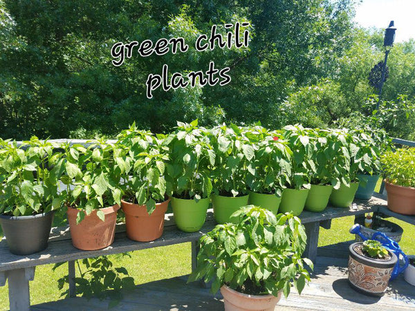 Seed Reviews – Sandia Seed Company here is a picture of your green chile seeds growing in Minnesota!!