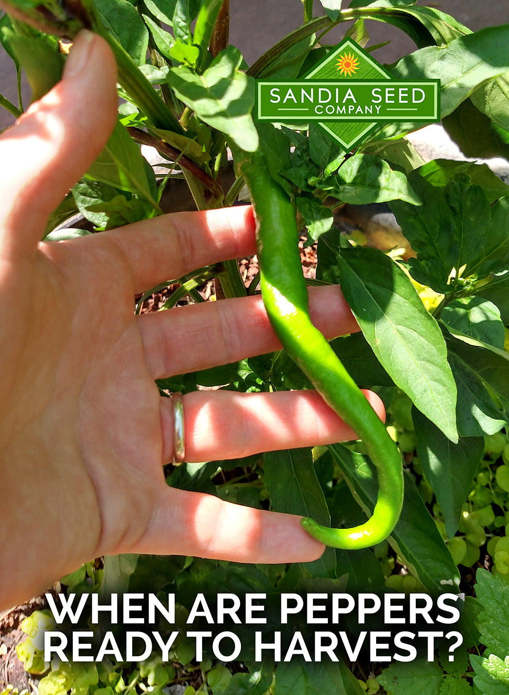 When are peppers ready to harvest?